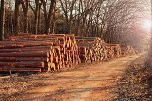 tronchi di legno foto