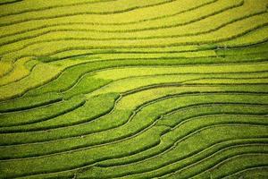 fattoria del riso in vietnam