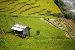 fattoria del riso in vietnam