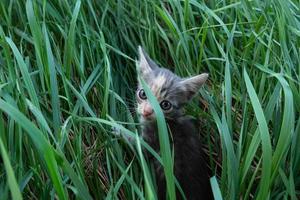 poco con gli occhi grandi gattino nel il verde erba foto