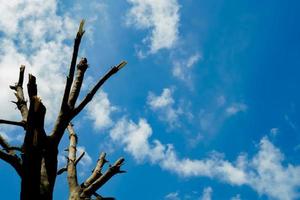 un' tagliare su di legna su un' cielo sfondo. esso è il distruzione di natura, che colpisce il ambiente. causa globale riscaldamento ridurre il quantità di ossigeno. foto