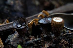 bellissimo avvicinamento di foresta funghi nel erba, autunno stagione. poco fresco funghi, in crescita nel autunno foresta. funghi e foglie nel foresta. fungo raccolta concetto. foto