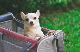 contento Marrone chihuahua cane in piedi nel rosa tessuto viaggiatore animale domestico vettore Borsa su verde erba nel il giardino, sorridente. sicuro viaggio con animali. foto