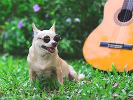 contento Marrone corto capelli chihuahua cane indossare occhiali da sole seduta con acustico chitarra su verde erbe nel il giardino, sorridente con il suo lingua su foto