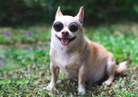 riga chihuahua cane indossare occhiali da sole seduta su verde erba nel il giardino. foto