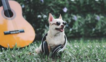 contento Marrone corto capelli chihuahua cane indossare occhiali da sole e cuffie in giro collo, seduto con acustico chitarra su verde erba nel il giardino, sorridente con il suo lingua su foto