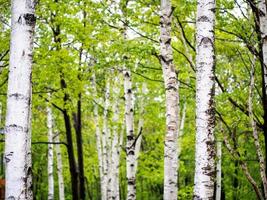 foresta di betulla alberi foto