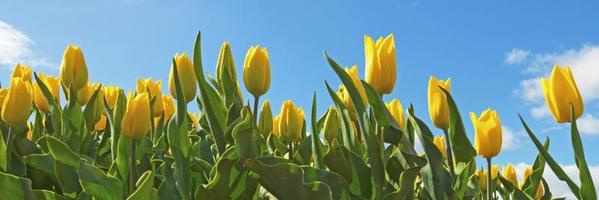 tulipani in un campo in primavera