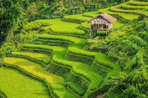 terrazze di riso foto
