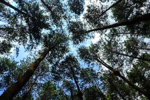 parte inferiore Visualizza di alto vecchio pino alberi nel sempreverde primordiale foresta di Indonesia natura Riserva, centro di Giava Provincia, Indonesia. blu cielo nel sfondo. foto