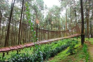 sbalorditivo di legno ponte nel il mezzo di un' pino foresta foto