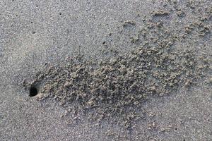 vicino su nido mare Granchio su il spiaggia. con Marrone nero sabbia spiaggia foto