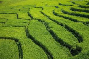 sfondo verde campo di riso a terrazze