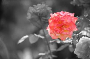 rosa rosa isolato su grigio sfondo e struttura. foto