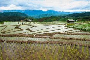 giacimento a terrazze del riso in chiangmai a nord della Tailandia foto