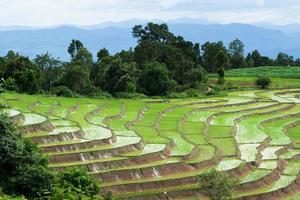 giacimento a terrazze del riso in chiangmai, Tailandia