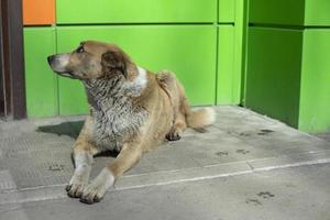 vagante cane vicino negozio. cane è dire bugie su asfalto. foto
