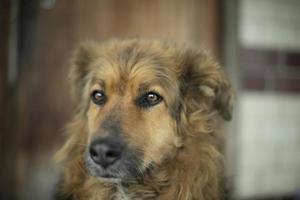 ritratto di cane. vecchio cane con lungo capelli. foto