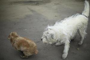 cani giocare fuori. Due cani siamo gli amici. animali correre su asfalto. foto