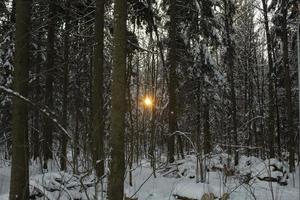 sole attraverso alberi nel inverno. sole è ambientazione. alberi nel foresta. foto