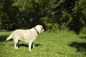 cane con bianca cappotto. labrador a picnic. animale domestico nel estate nel parco. foto