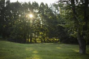 verde alberi nel parco. estate Visualizza di parco. foto