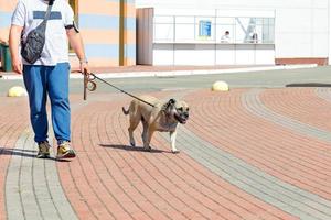 combattente razza cane su un' guinzaglio per un' camminare con il suo proprietario su un' estate giorno. foto