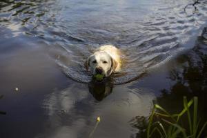 cane nel acqua. cane nuotate nel acqua. labrador nel lago. foto
