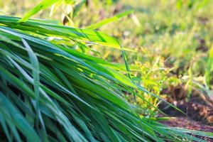 Mombasa Guinea paspalum massimo CV. Mombasa erba per animali, bufalo erba nel Tailandia foto