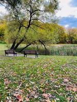 autunno paesaggio con colorato alberi e foglie, panchine foto