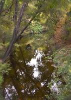 boscoso torrente con riflessi nel il acqua foto