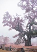 maestoso vecchio quercia albero nel il nebbia foto