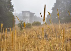 alto d'oro erba nel il nebbia foto