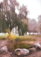 pianto salice nel il nebbia foto