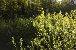 cespugli nel parco. verde le foglie nel primavera. leggero su impianti. foto