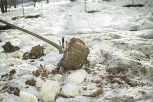 piantare albero nel terra nel inverno. pianta su strada. foto