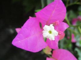 fogliame le foglie frutta e fiori foto