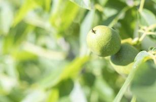 verde giovane Noci crescere su un' albero. varietà Kocherzhenko avvicinamento. il noce albero cresce in attesa per essere raccolto. verde le foglie sfondo. Noce frutta su un' albero ramo nel il giallo raggi di il sole. foto