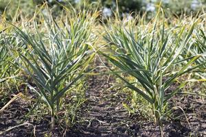 aglio campo nel il paesaggio. biologico aglio cresciuto nel il campagna. agricolo campo di aglio pianta. il concetto di biologico agricoltura. un' letto di aglio, perdere nero suolo nel il giardino. foto