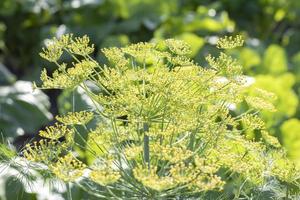 sfondo con aneto ombrella avvicinamento. giardino pianta. fragrante aneto su un' letto nel il giardino. in crescita aneto. aneto nel il giardino. ombrello aromatico eurasiatico pianta. foto