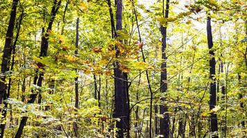 ramo di acero albero e panoramico Visualizza di parco foto