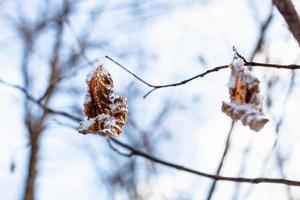 congelato secco le foglie avvicinamento nel foresta nel primavera foto