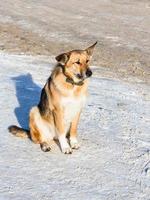 cane si siede su nevoso marciapiede nel inverno foto