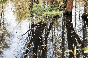 caduto le foglie su acqua e coperto di vegetazione gobba foto