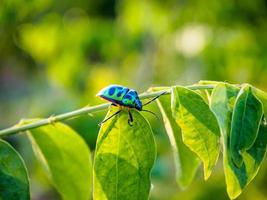 insetto gioiello nella natura foto