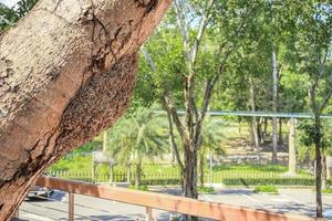 le termiti nidificano sul vecchio albero foto