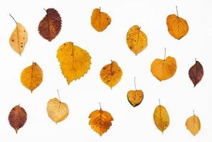 ornamento a partire dal olmo e lime autunno le foglie foto