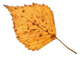 caduto bucato giallo foglia di betulla albero isolato foto