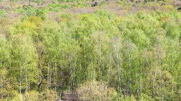 panoramico Visualizza di verde alberi nel foresta nel primavera foto