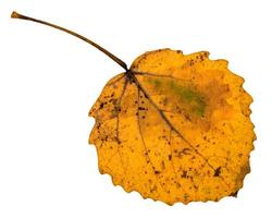 indietro lato di autunno giallo caduto foglia di pioppo tremolo foto